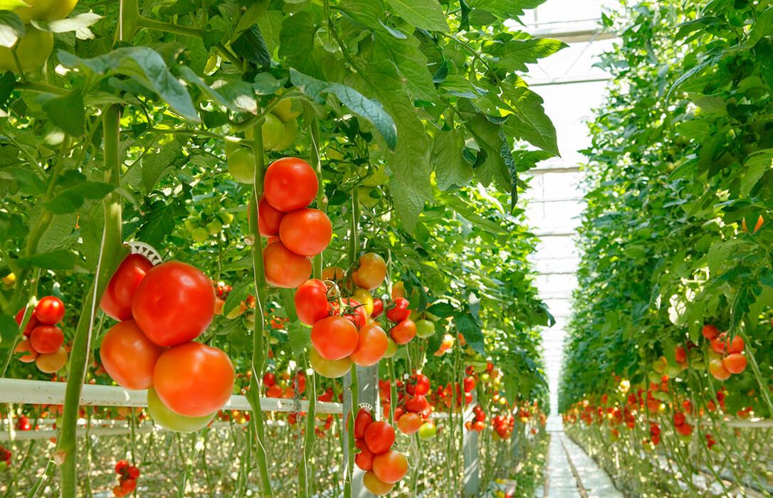 Solicitan al Gobierno que corrija la reducción de módulos de IRPF de 2024 para apoyar al sector agrario como merece