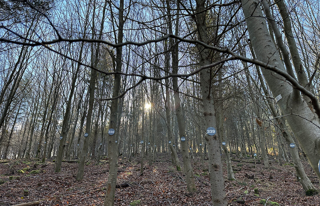 La Red Integrate+: un aula para simular estrategias de gestión forestal de manera controlada sin alterar el entorno natural
