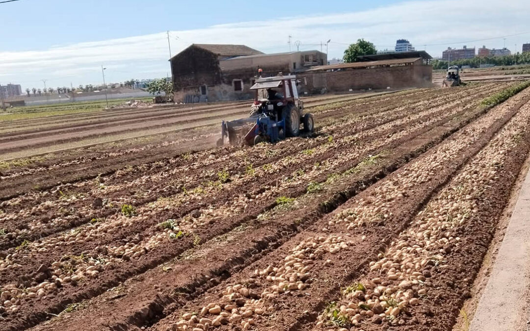 Ni el milagro de los panes y los peces: denuncian que el precio de la patata cae a la mitad en el campo y se multiplica por siete en el supermercado