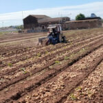 Ni el milagro de los panes y los peces: denuncian que el precio de la patata cae a la mitad en el campo y se multiplica por siete en el supermercado