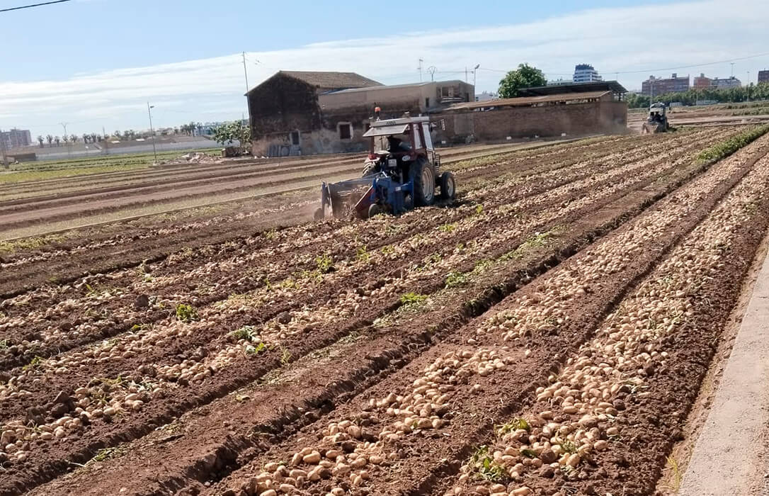 Ni el milagro de los panes y los peces: denuncian que el precio de la patata cae a la mitad en el campo y se multiplica por siete en el supermercado