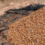 El sector de frutos secos sitúa la primera estimación de cosecha de almendra grano por encima de la media y con cerca de 128.000 toneladas