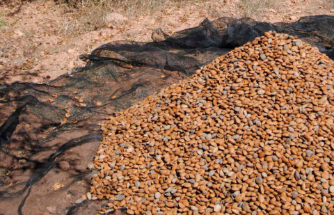 El sector de frutos secos sitúa la primera estimación de cosecha de almendra grano por encima de la media y con cerca de 128.000 toneladas