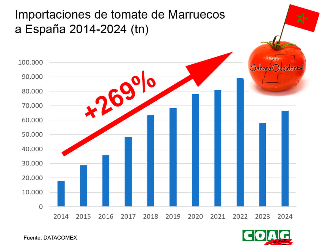 Tomates “sin origen”: el cherry del Sáhara se disfraza de marroquí en los supermercados españoles y sube un 269% las importaciones a España