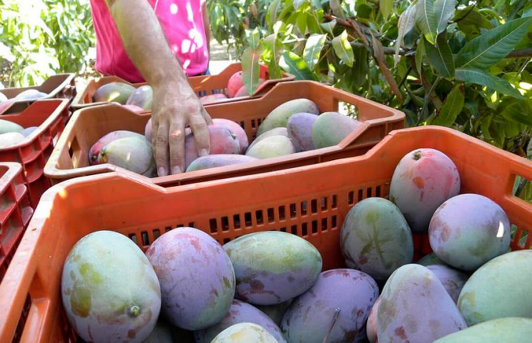 La Universidad de Cótdoba busca un nuevo modelo de negocio para impulsar la transición agroecológica en la Axarquía