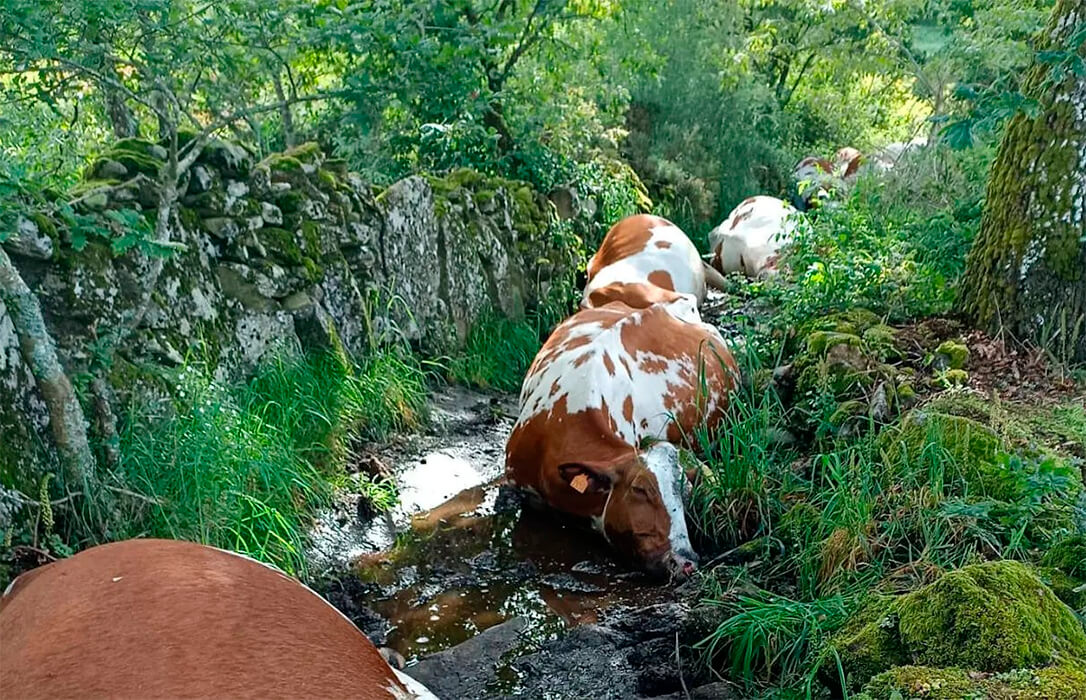 Un rayo cae sobre un poste transformador y fulmina a 27 vacas de una explotación ganadera mientras sus dueños se salvan de milagro
