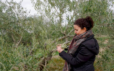 La Fundación PepsiCo lanza el programa VivaOliva para transformar el cultivo del olivar en Jaén y promover su agricultura regenerativa
