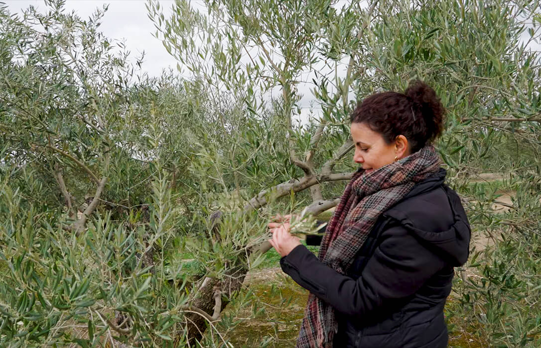 La Fundación PepsiCo lanza el programa VivaOliva para transformar el cultivo del olivar en Jaén y promover su agricultura regenerativa