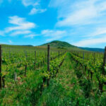 We are all equal before the law, but not when it comes to aid: a winegrower from Extremadura receives 6 euros per hectare, but Catalans receive 450 euros per hectare.