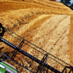 Los comerciantes confirman las buenas previsiones de la cosecha de cereales de invierno con una subida que rondará el 17,7%