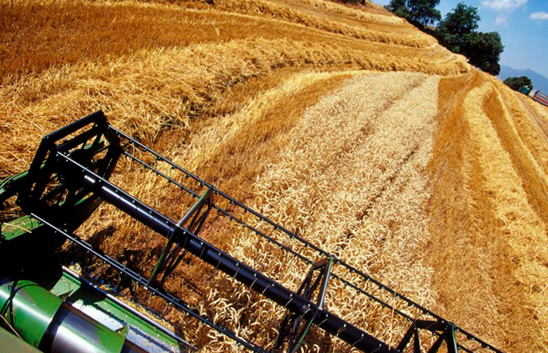 Los comerciantes confirman las buenas previsiones de la cosecha de cereales de invierno con una subida que rondará el 17,7%