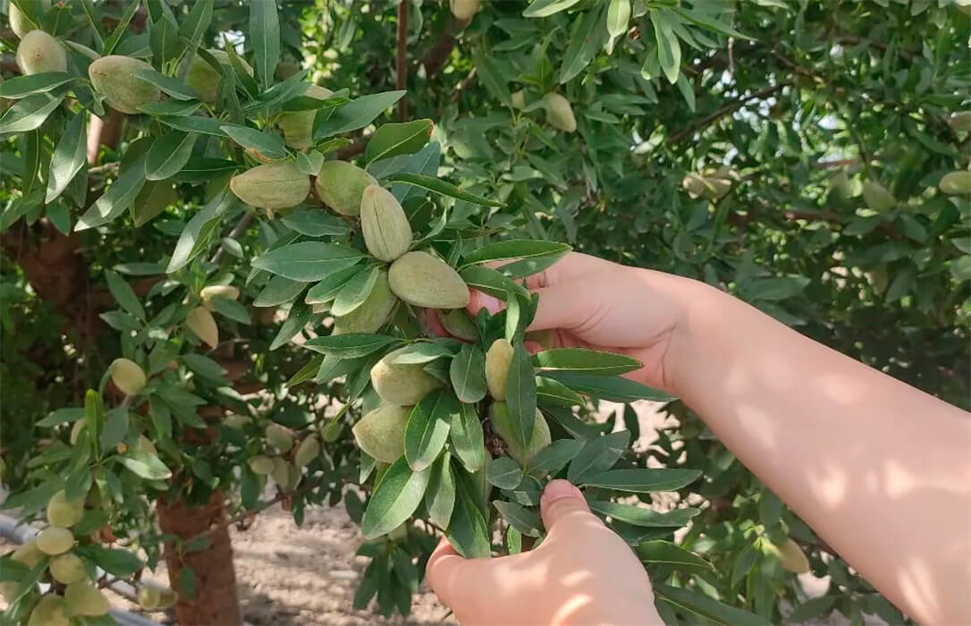 Las inclemencias meteorológicas rebajan las previsiones de almendra en Andalucía, que se dispara por seis en el caso de Córdoba