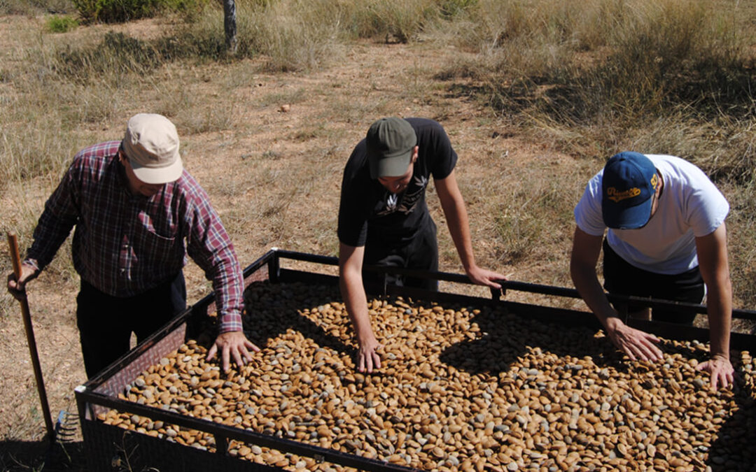 Andalucía volverá a ser la mayor productora de almendras de España, a pesar del descenso del 4,68% de la cosecha que se espera para esta campaña