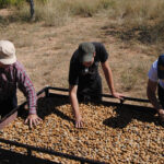 Andalucía volverá a ser la mayor productora de almendras de España, a pesar del descenso del 4,68% de la cosecha que se espera para esta campaña