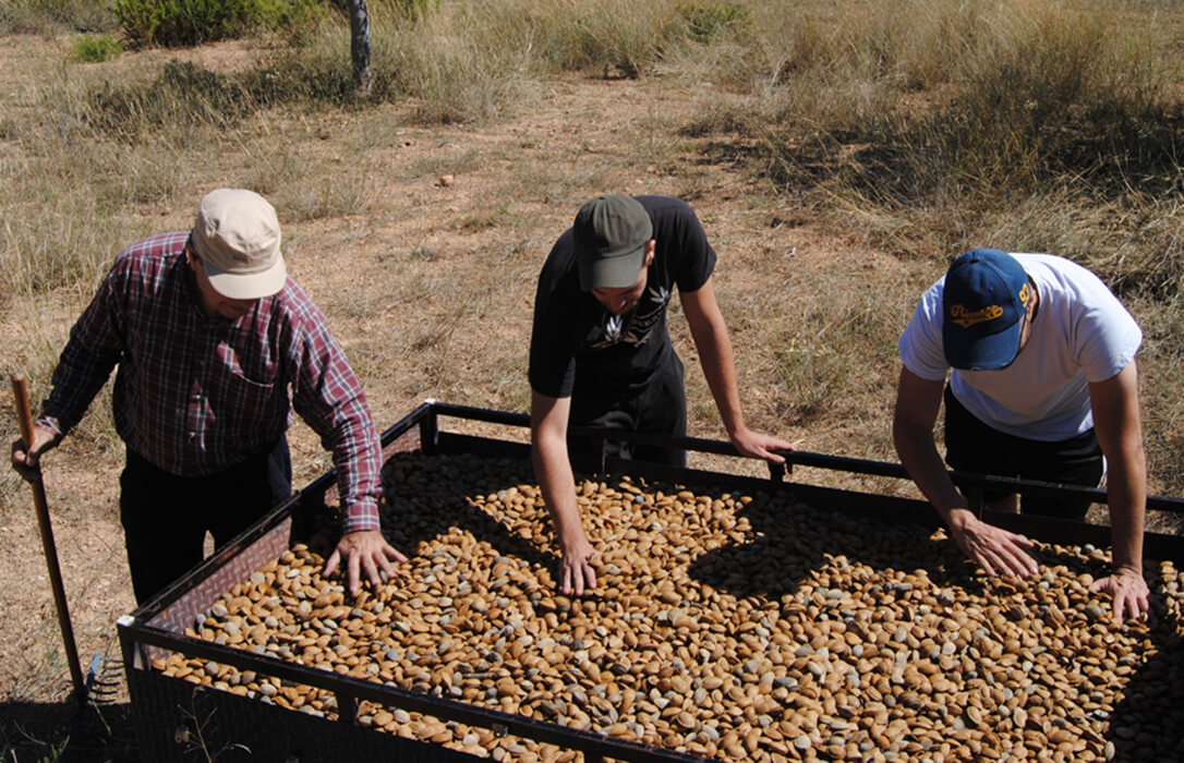 Andalucía volverá a ser la mayor productora de almendras de España, a pesar del descenso del 4,68% de la cosecha que se espera para esta campaña
