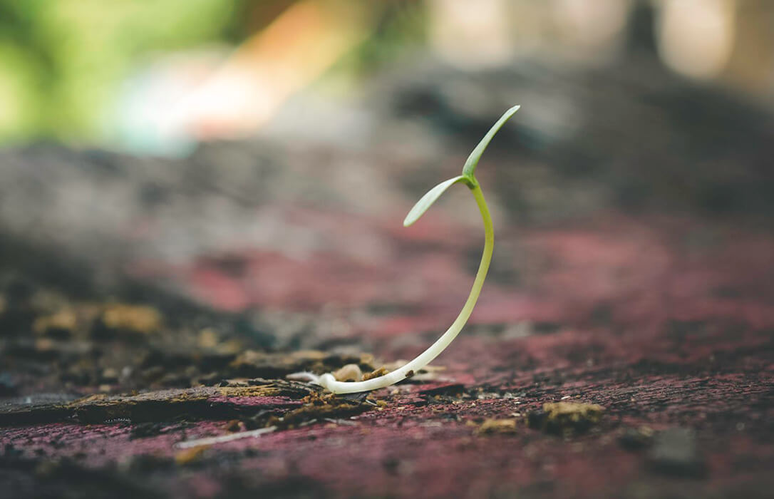 Más cambios legislativos para el mundo agro: Material Vegetal de Reproducción, la normativa que afecta a toda la cadena