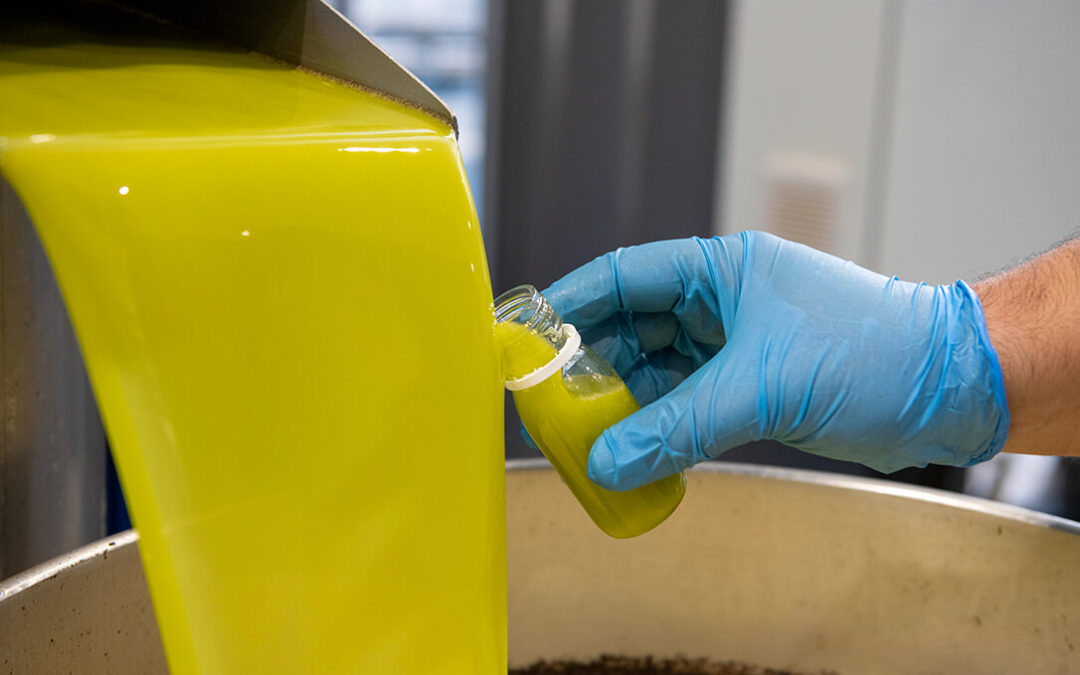 Aunque prevén que la próxima campaña del aceite de oliva puede ser menor de lo esperado, piden concretar ya su norma de comercialización