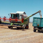 Good yields, low prices: agricultural grain markets hover between oversupply and uncertainty