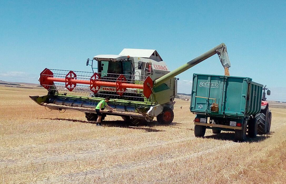 Buenos rendimientos, precios bajos: los mercados agrícolas del cereal se mueven entre el exceso de oferta y la incertidumbre