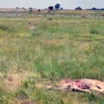 Nuevo ataque de buitres en Salamanca: una vaca y su ternero mueren mientras arrecian las críticas a unas administraciones que siguen sin actuar