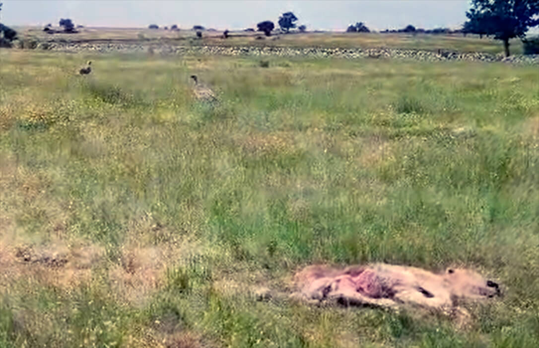 Nuevo ataque de buitres en Salamanca: una vaca y su ternero mueren mientras arrecian las críticas a unas administraciones que siguen sin actuar
