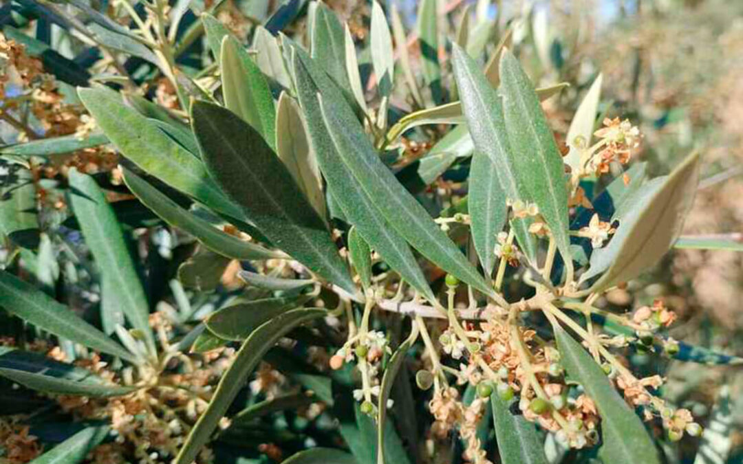Se confirman las malas previsiones: prevén caídas del 30% en la próxima cosecha oleícola por las altas temperaturas y la vecería