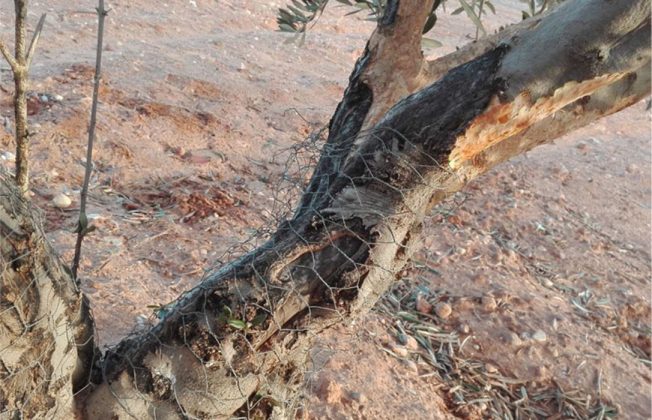 Andalucía declara medidas cinegéticas excepcionales para mitigar los daños del conejo y en Castilla-La Mancha piden ampliar su caza a todo el año