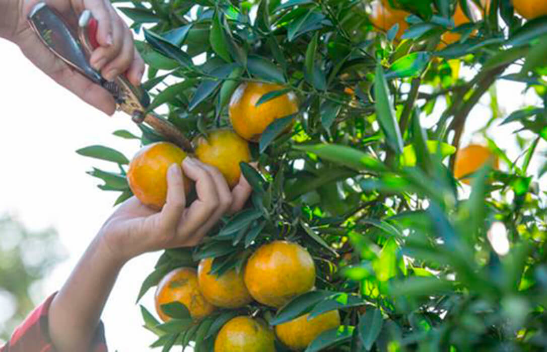 Citrusbusters: el proyecto que lucha contra plagas en los cítricos como la HLB o la mancha negra con estrategias como la detección temprana