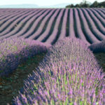El sector de lavanda pide apoyo para evitar la desaparición del cultivos: los precios de aceites esenciales no cubren ni el 50% del coste
