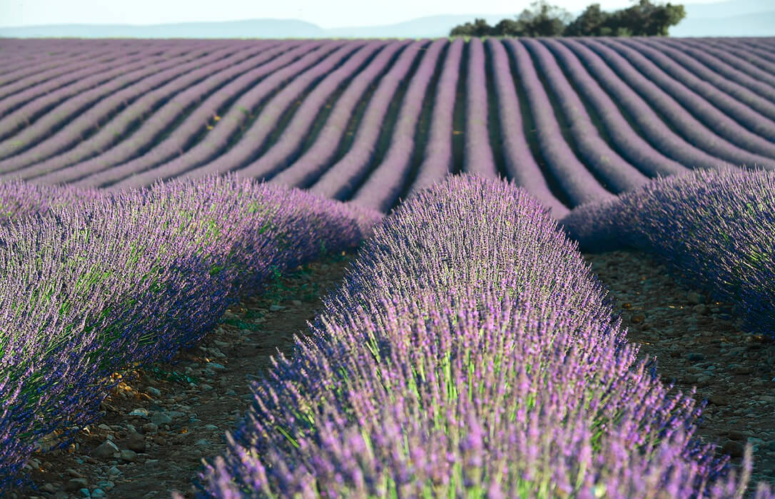 El sector de lavanda pide apoyo para evitar la desaparición del cultivos: los precios de  aceites esenciales no cubren ni el 50% del coste