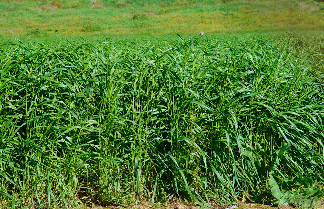 Nace DDRR: el nuevo cereal híbrido de centeno y trigo diploide ancestral que impulsa la ganadería y la bioenergía sostenible