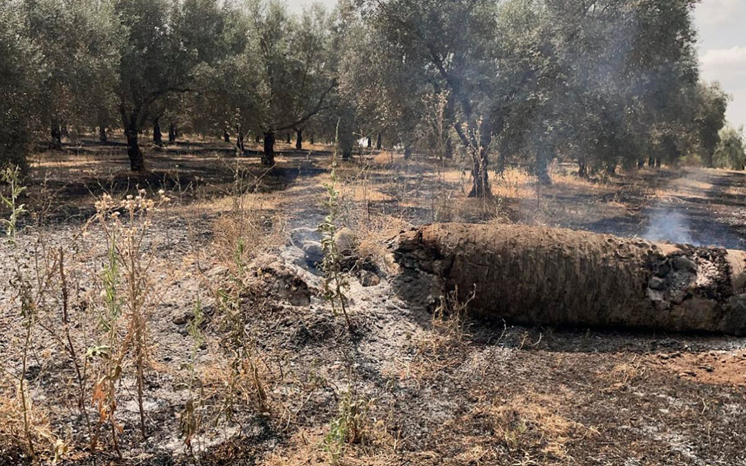 Los condicionantes de la PAC, con la obligación de dejar la cubierta vegetal, ponen en riesgo a los olivares por peligro de incendio