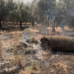 Los condicionantes de la PAC, con la obligación de dejar la cubierta vegetal, ponen en riesgo a los olivares por peligro de incendio