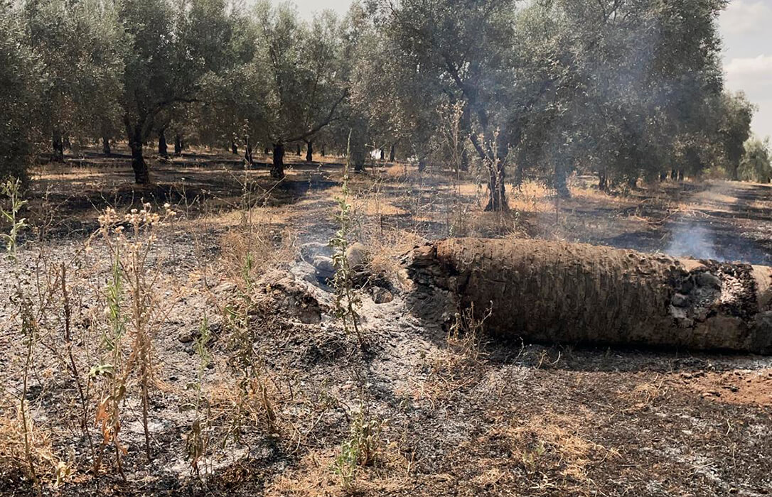 Las obligaciones de la PAC, con la obligación de dejar la cubierta vegetal, ponen en riesgo a los olivares por peligro de incendio