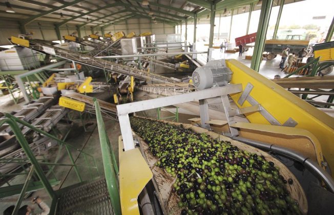 La campaña finaliza sin cambios y ya denuncian ante Competencia una posible alteración artificial de los precios en origen del aceite