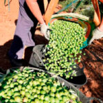 Un réseau qui volait des olives à Malaga et les vendait à une coopérative de Cadix avec de faux documents a été démantelé.