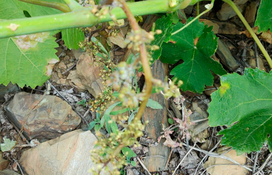 El devastador impacto del mildiu ya afecta al 80% de la producción de uva: exigen a la Junta andaluza ayudas urgentes para los agricultores