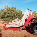 El sector del pistacho español apuesta por el sello ecológico para diferenciar un producto en alza y con buenos precios