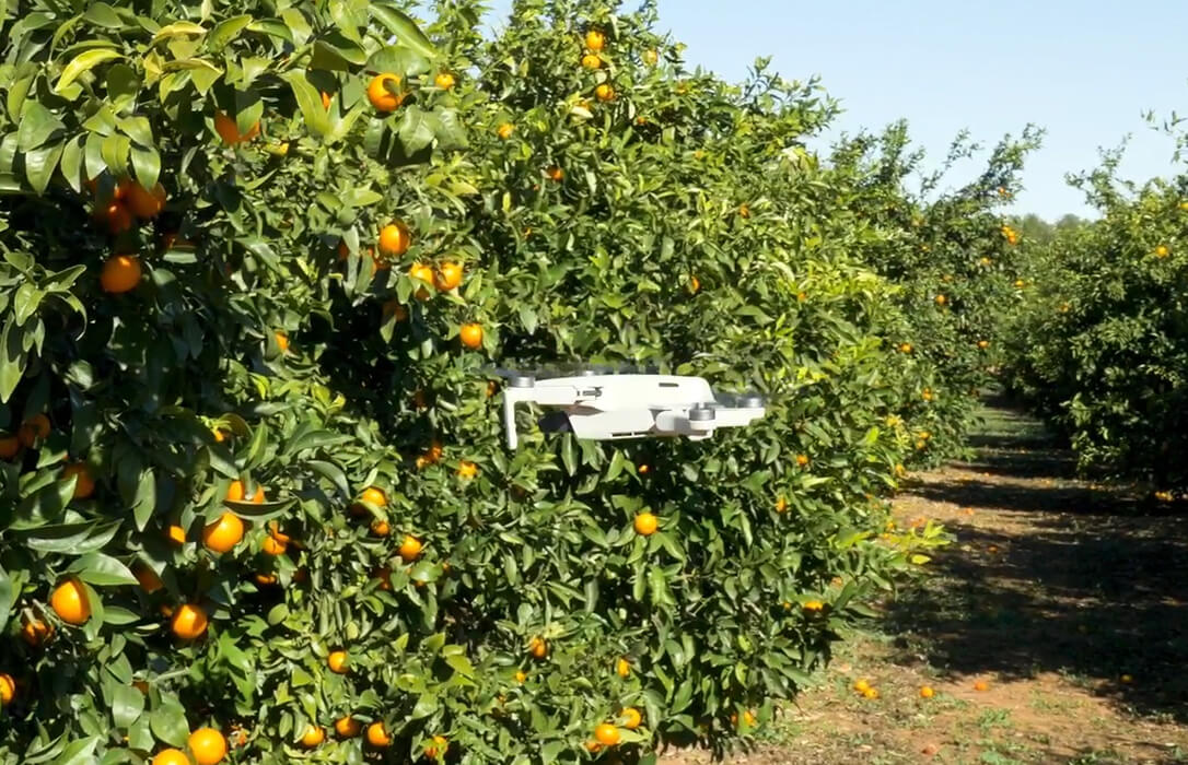 Eliminan más de 10.000 plantas ilegales de mandarina ORRi durante la campaña 2024-25 utilizando hasta drones para detectarlas