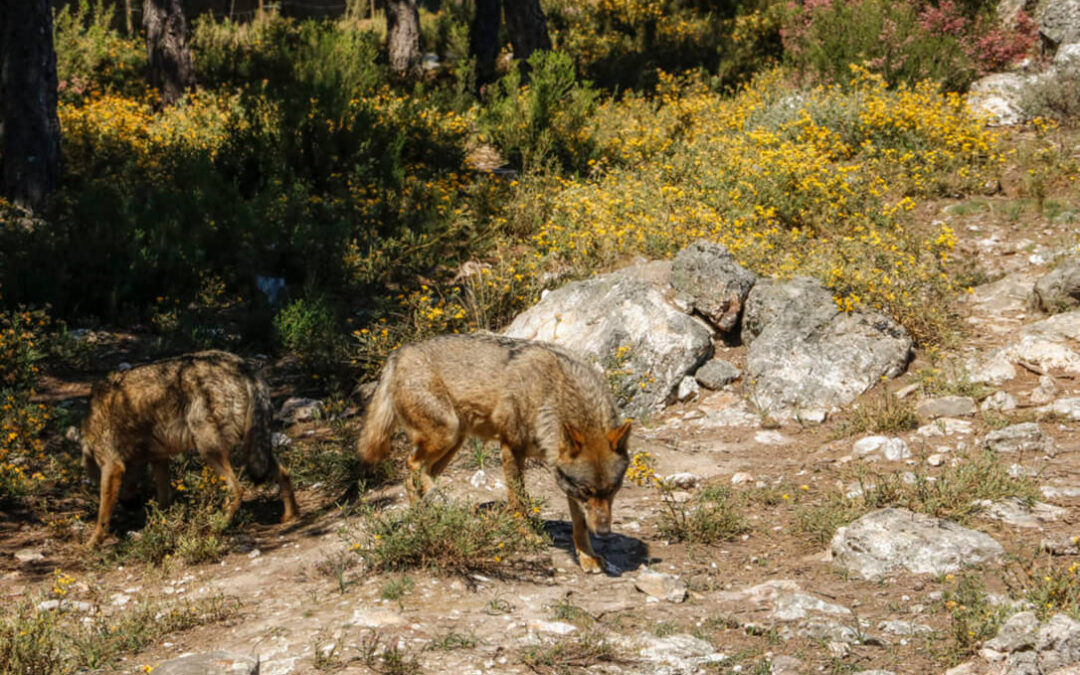 Aplauden el cambio de estatus del lobo ratificado en la UE y piden al Gobierno su transposición urgente al campo español