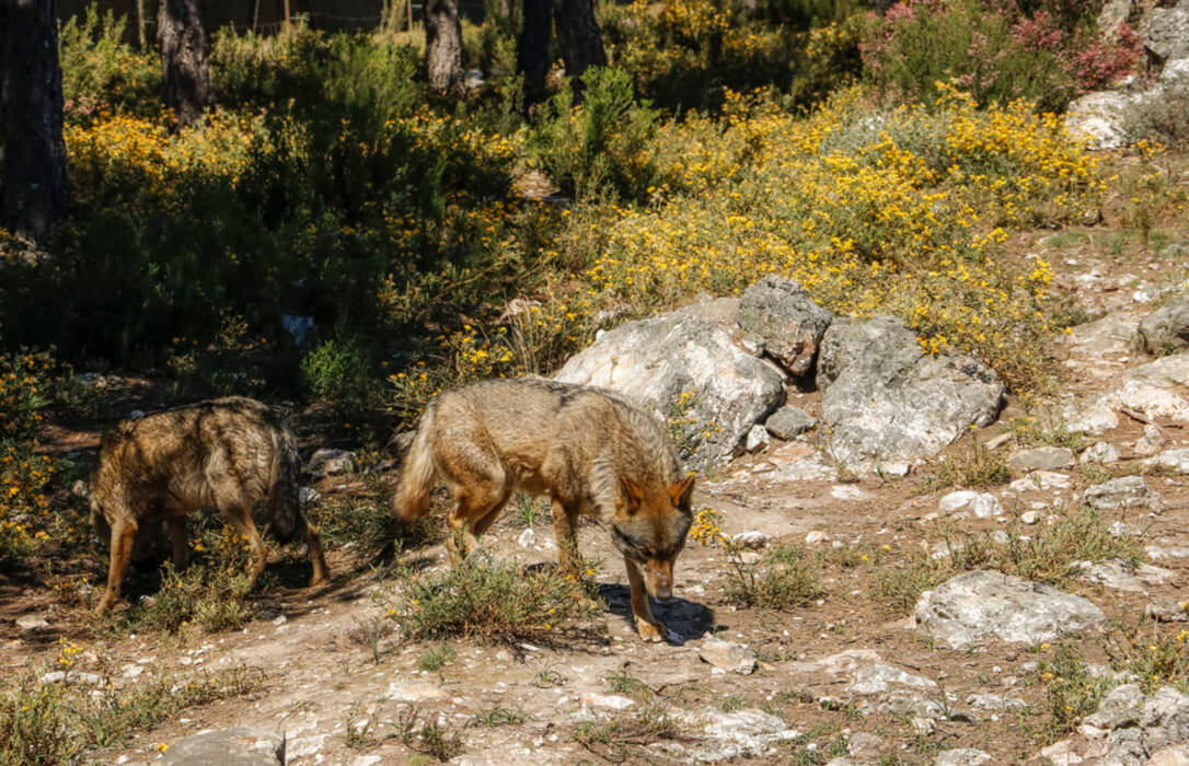 Aplauden el cambio de estatus del lobo ratificado en la UE y piden al Gobierno su transposición urgente al campo español