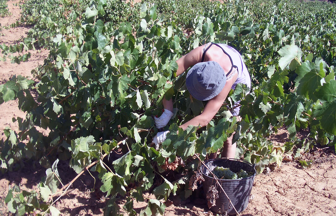 Denuncian que PP y VOX recortan en dos años un 38% el apoyo a los temporeros para las campañas agrícolas de la Comunitat Valenciana