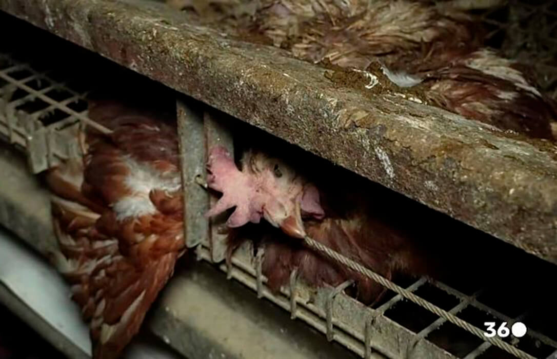 Ordenado el cierre de una nave y el sacrificio de unas 20.000 gallinas de granja de Mallorca tras la denuncia de los animalistas
