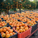 Intercitrus propone al Ministerio una extensión de norma para promoción, I+D y la lucha contra plagas y enfermedades