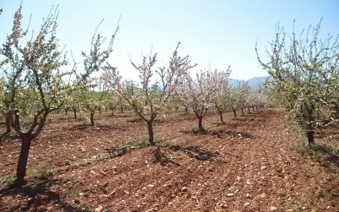 Acusan a la Junta de Andalucía de rematar a los productores de frutos secos de Granada tras ser excluidos por el Ministerio de las ayudas por sequía