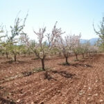 Acusan a la Junta de Andalucía de rematar a los productores de frutos secos de Granada tras ser excluidos por el Ministerio de las ayudas por sequía