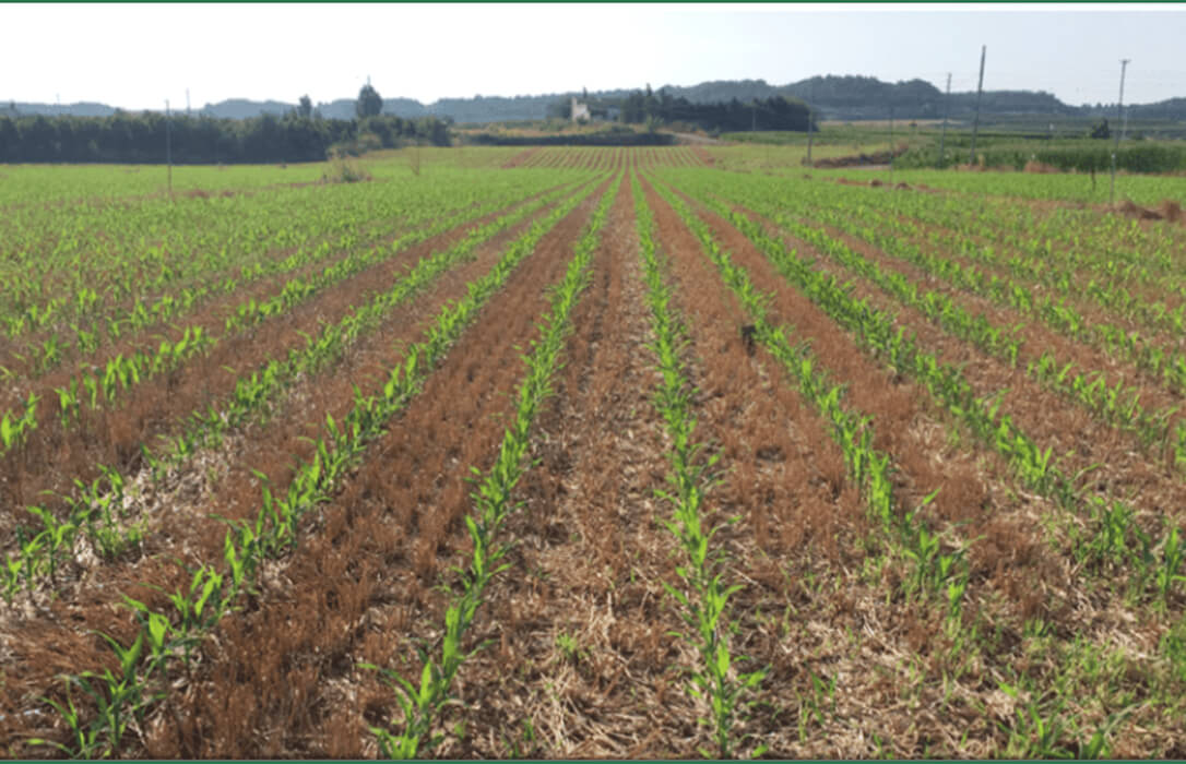 Maíz tras Cebada: el éxito de la doble cosecha que permite que algunos agricultores estén logrando más de 20 toneladas de grano por hectárea