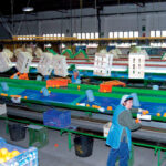 Nueva apuesta por la integración cooperativa: Univall Coop. V. crece con la integración de la cooperativa agrícola de la Llosa de Ranes