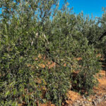 Por si no hubiera bastantes problemas, la ola de calor de estos días puede dañar «gravemente» a la próxima cosecha del olivar en Andalucía