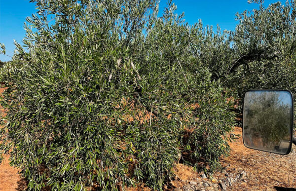 Por si hubiera bastantes problemas, la ola de calor de estos días puede dañar «gravemente» a la próxima cosecha del olivar en Andalucía